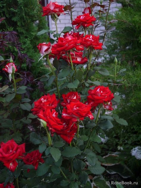 Галерея - Luxor (Ruiy5991) - Энциклопедия роз