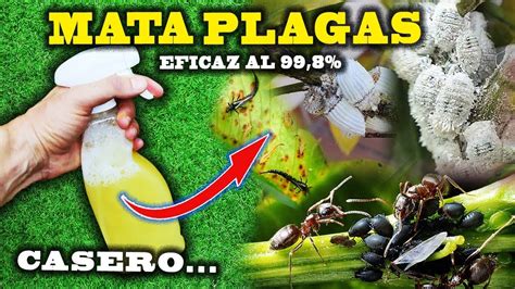 Mata Todas Las Plagas De Tus Plantas Con El Insecticida Casero M S