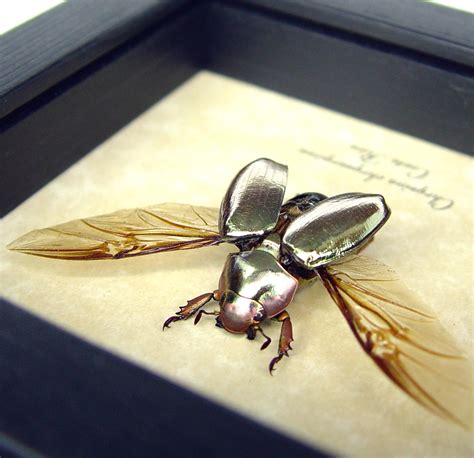 Silver Gold Bronze Scarab Flying Jewel Beetle Framed