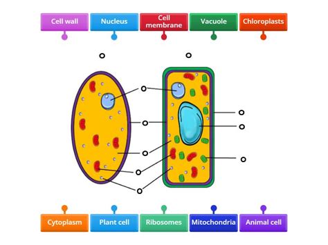 Plant and Animal Cell Structure - Labelled diagram