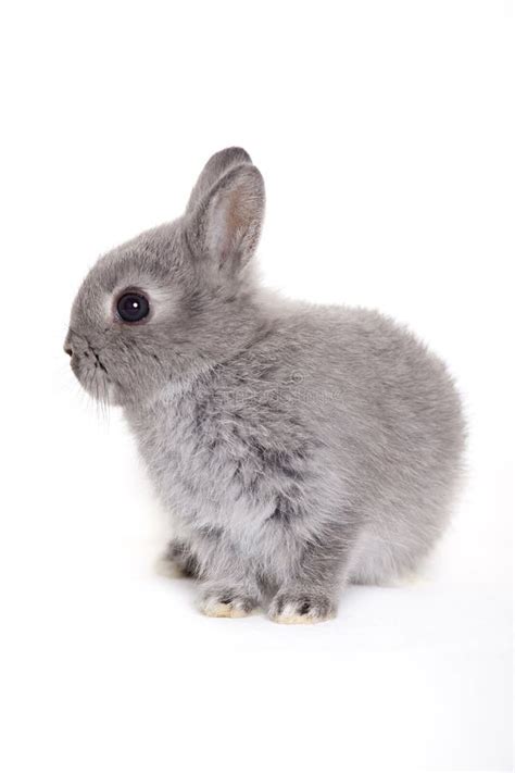 серый кролик стоковое фото. изображение насчитывающей усаживание - 19072594