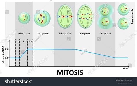 Amount Dna During Mitosis Stock Illustration 2130067427 Shutterstock