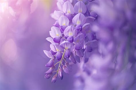 Wisteria Nature Background with Elegant Purple Flowers 48620652 Stock