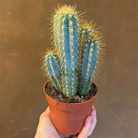 Pilocereus Azureus Grow Urban Edinburgh
