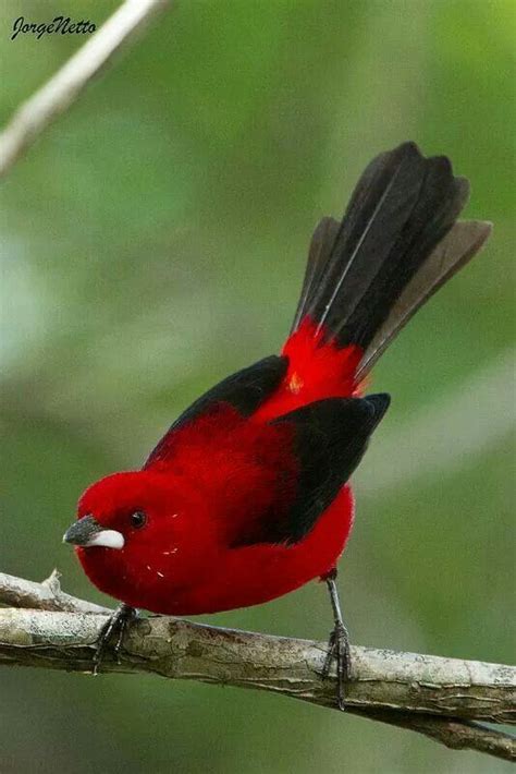 Mejores 136 Imágenes De Aves Rojas En Pinterest Pájaros Bonitos Aves