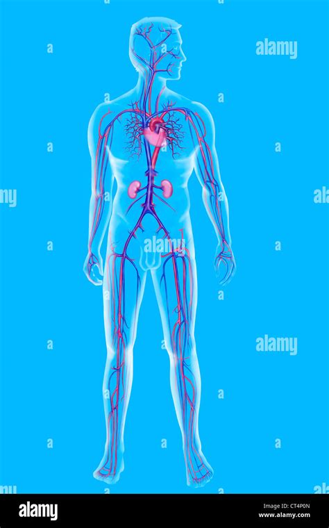 BLOOD CIRCULATION ILLUSTRATION Stock Photo Alamy