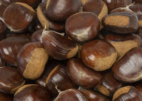 chestnuts large fresh product  washington state usa buy fresh