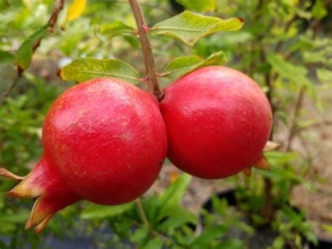 Vente De Grenadier Punica Granatum Mollar Rouge Pépinières Quissac