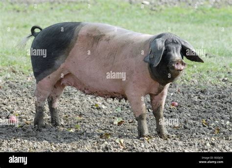 Schwaebisch Haellisches Landschwein Swabian Pig German Breed Stock