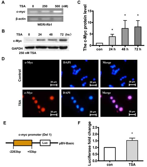 Histone Deacetylase Inhibitors Differentially Regulate CMyc Expression