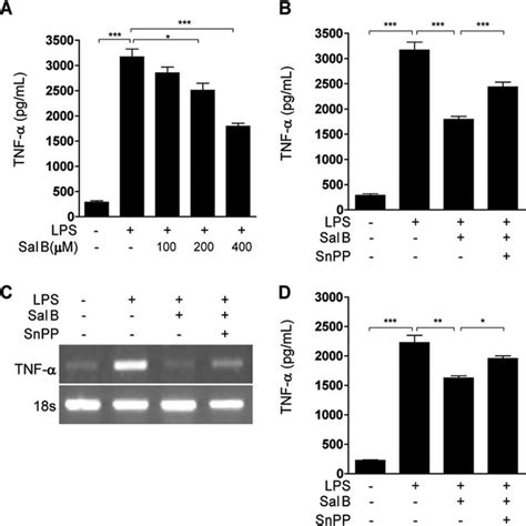 Sal B Reduced LPS Induced NF B Activation In RAW 264 7 Cells RAW 264 7