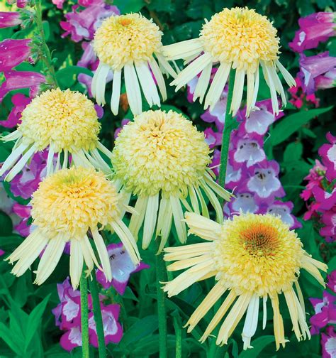 Сад Флоранс - Декоративные - Эхинацея