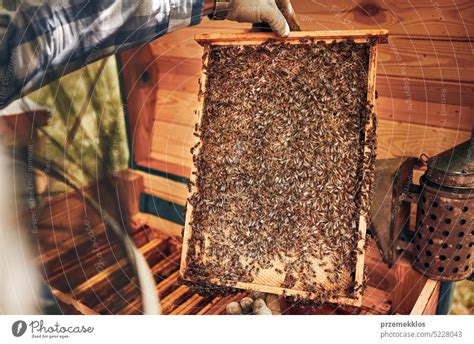 Imker Bei Der Arbeit Im Bienenstock Entnahme Der Honigwaben Aus Dem