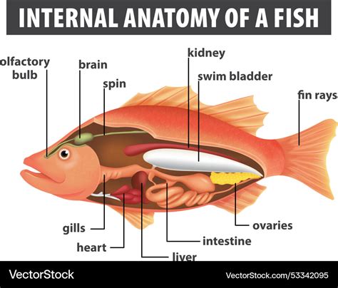 detailed diagram  fish internal organs vector image