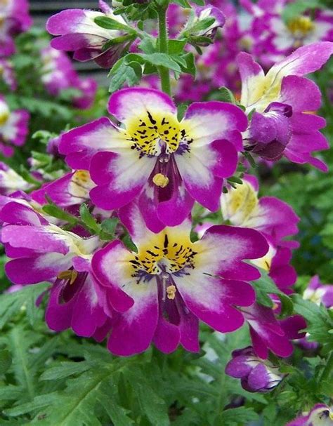 Схизантус Крылья Ангела Фото – Telegraph