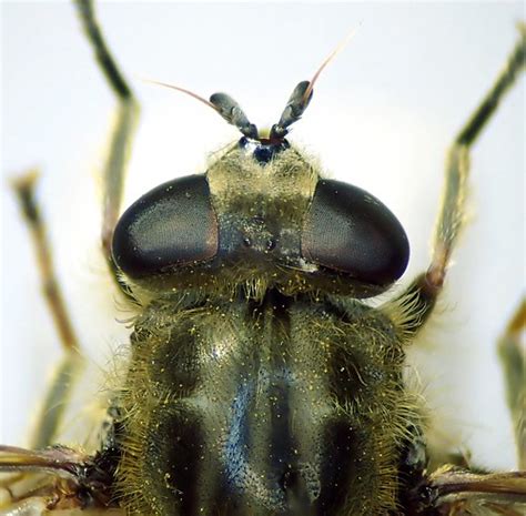 Chalcosyrphus Eunotus Female Head Combrook Warwickshire Flickr