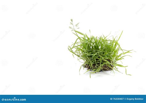 Quack Grass Stock Image Image Of Flowering Ears Confused 76330407