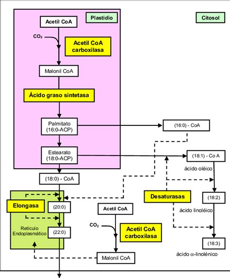 Esquema General De La S Ntesis De Cidos Grasos En C Lulas