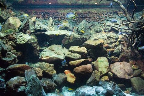 10 Best Rocks For Freshwater Aquarium In 2024 Buying Guide