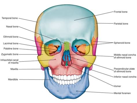 Anatomy Of Orofacial Structures Flashcards Quizlet