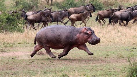 Wildlife Scientists Explore If Hippos Get All Four Feet Off The Ground