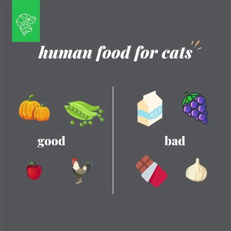 What Human Foods Can Cats Eat Artofit