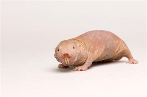 Naked Mole Rats Wallpapers Wallpaper Cave