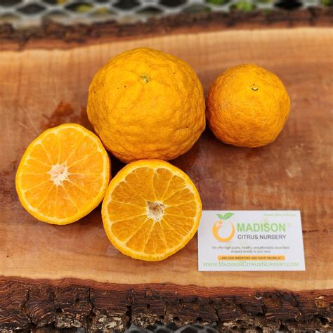 Gold Nugget Mandarin Trees for Sale - MadisonCitrusNursery.com