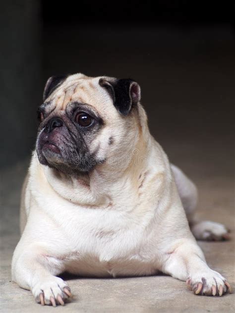 Foto De Los Retratos De Un Perro Lindo Gordo Blanco Precioso Del Barro