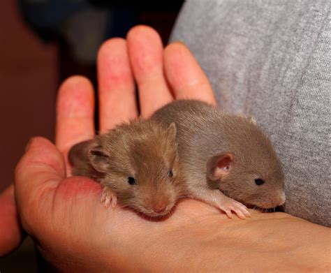 40 Free Baby Rat And Rat Images Pixabay