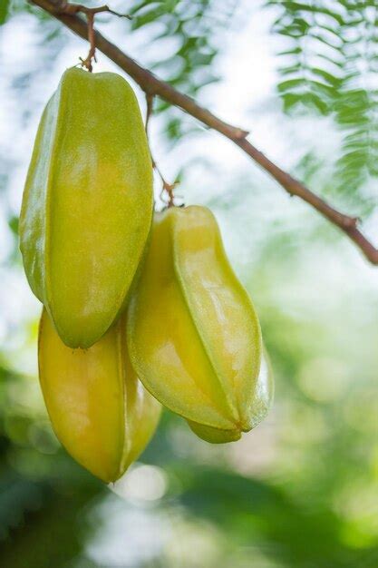 Cerrar La Fruta De Manzana Estrella Verde Y Amarilla En El Rbol Foto