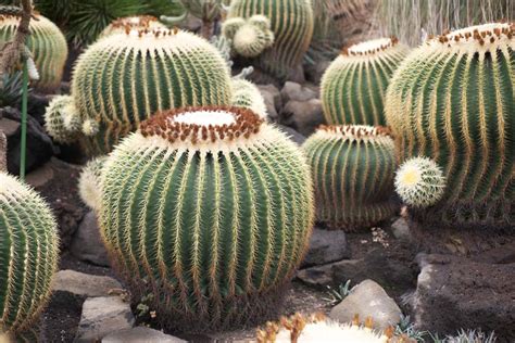 Yun Free Stock Photos : No. 3869 A cactus [Japan / Shizuoka Prefecture]