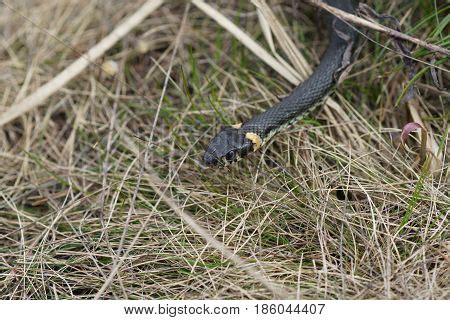 Harmless Snakes Woods Image & Photo (Free Trial) | Bigstock