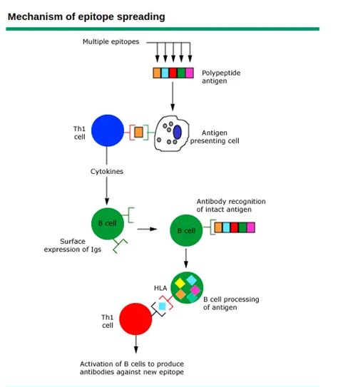 Epitopes Types Function Epitope Spreading Microbe Online
