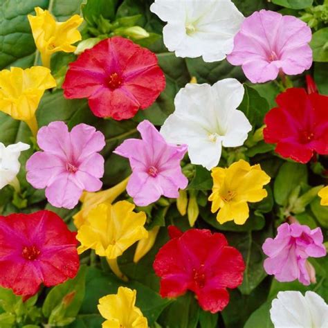 Bulbi De Lacramioare Margaritar Roze 5 Bulbi Pe Pachet Bulbi Flori