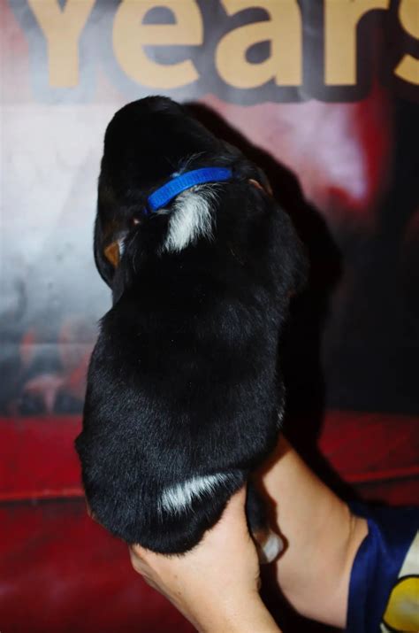 Basset Hound