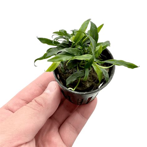 Anubias Minima Dragon Claw | APF Aquarium Plants Factory®