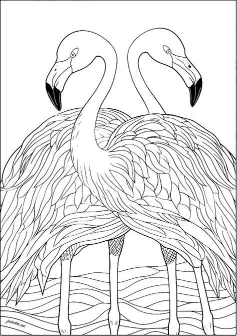 Two Symmetrical Flamingos Birds Adult Coloring Pages