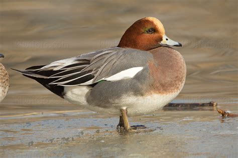 Eurasian Wigeon Pictures and Photos - Photography - Bird | Wildlife | Nature - Christopher Taylor