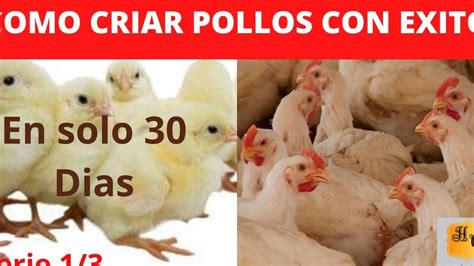 Cómo criar pollos de engorde en 30 días Todo Engorda