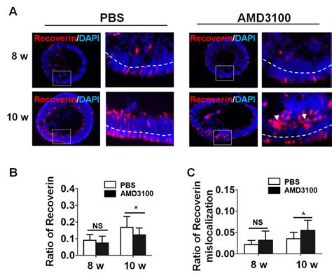 Cxcr Blockade Leads To A Decrease In The Number Of Photoreceptor