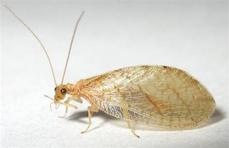 Brown Lacewing Micromus Bugguidenet