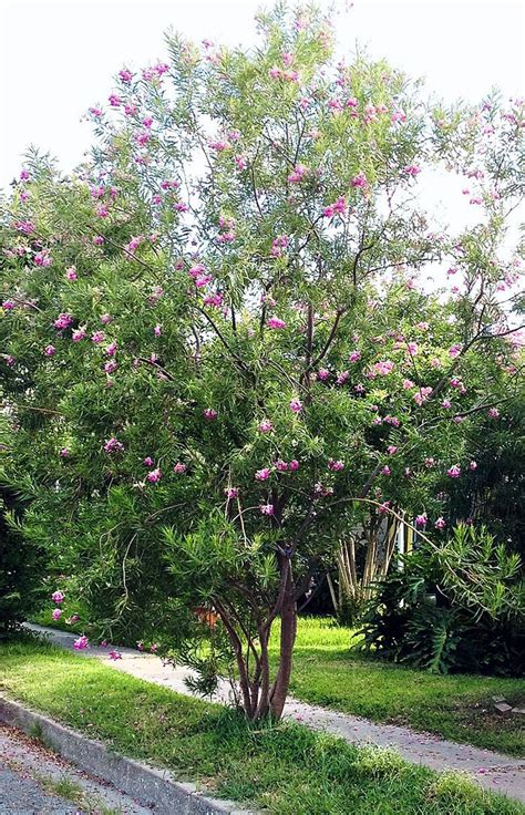 Desert Willow A Beautiful Bloomer Guest Columns The Daily News