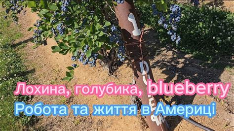 Вже смакуємо Лохина, голубика, blueberry, робота в Америці. - YouTube