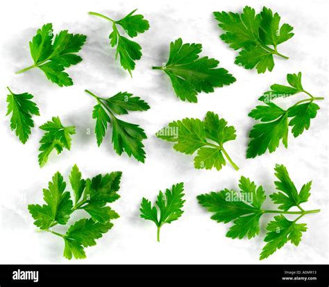 FLAT LEAF PARSLEY Stock Photo - Alamy