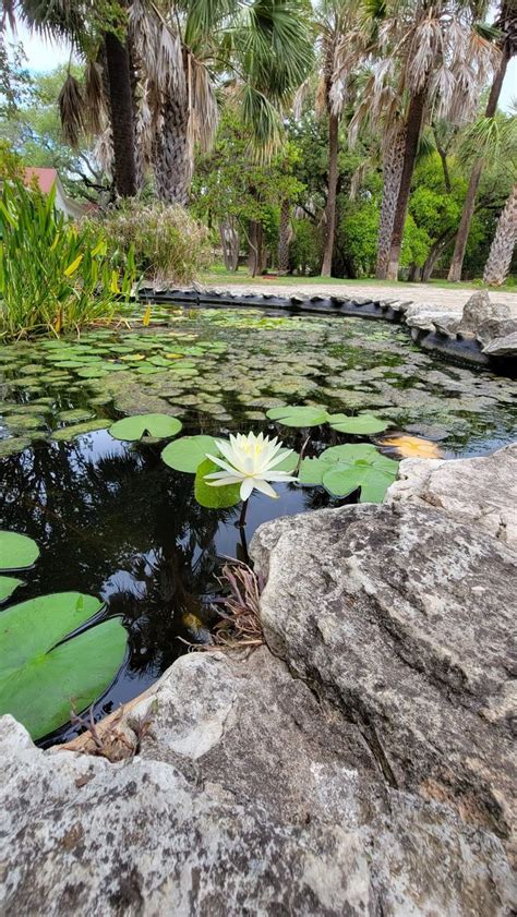 Mayfield Park, Peacock graden. | Pond design, Lotus pond, Growing flowers