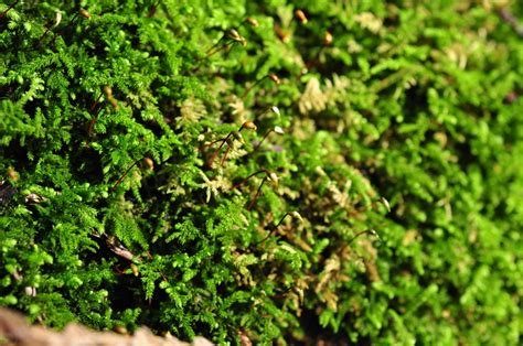 Bolander S Claopodium Moss Bryophyta Mosses Of Vancouver Island