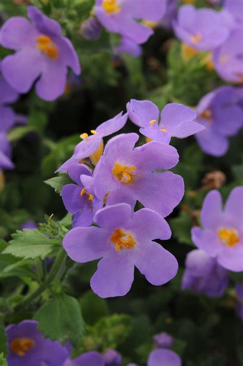 Sutera Cordata Scopia Gulliver Blue Bacopa Shades Of Green Inc