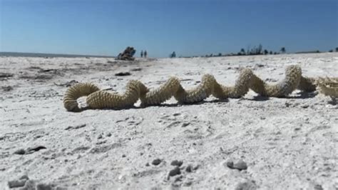 What Is The ‘mysterious Spiral Shaped Stuff Thats Washing Up On