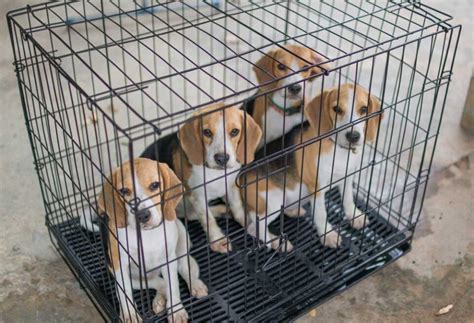 Why Are Beagles Used for Testing? - PatchPuppy.com